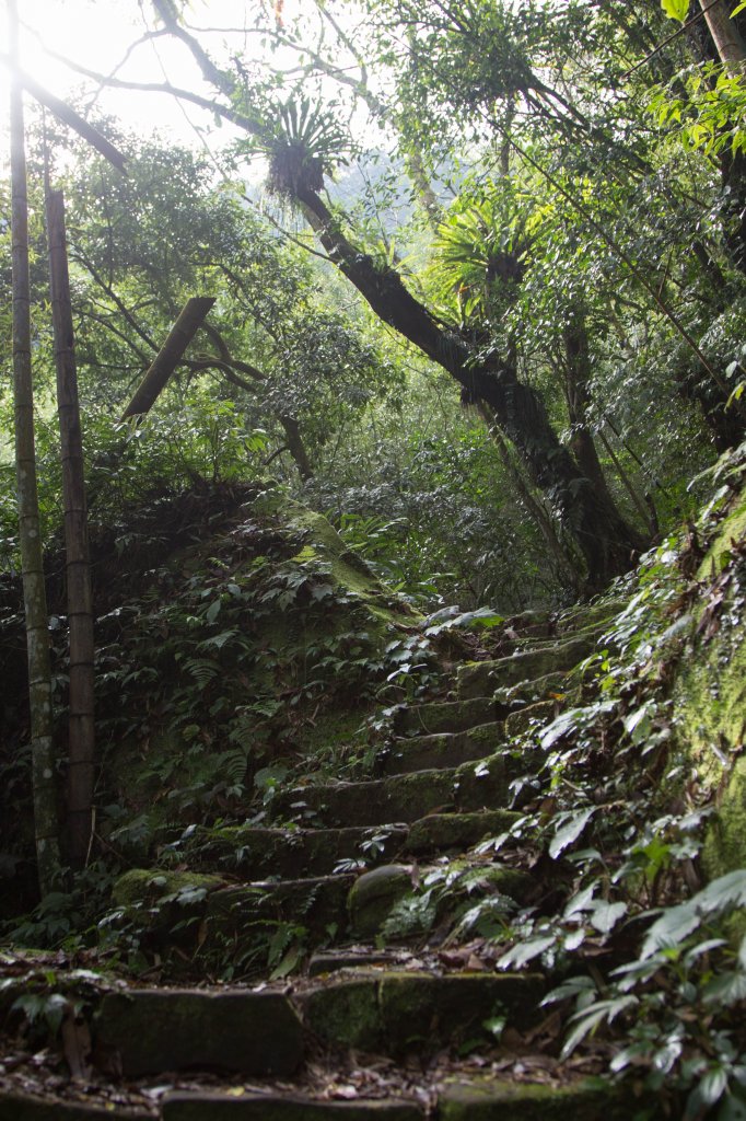 步道巡訪員│四大天王山步道一月巡訪日誌_817798