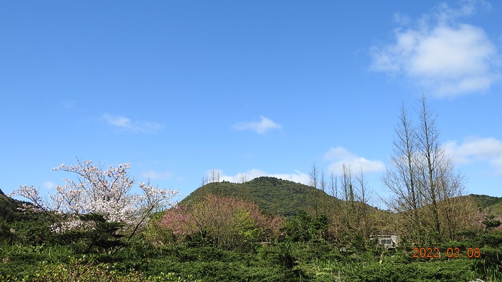 春暖花開，鳥語花香_1633891