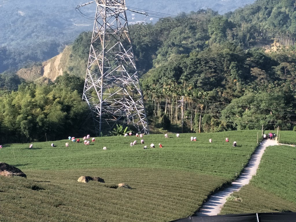 2018 11 22 挑筍古道(大尖山、後棟仔山步道)_464013