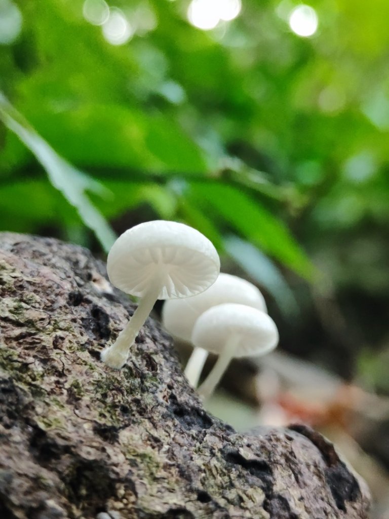 滿月圓_2964538