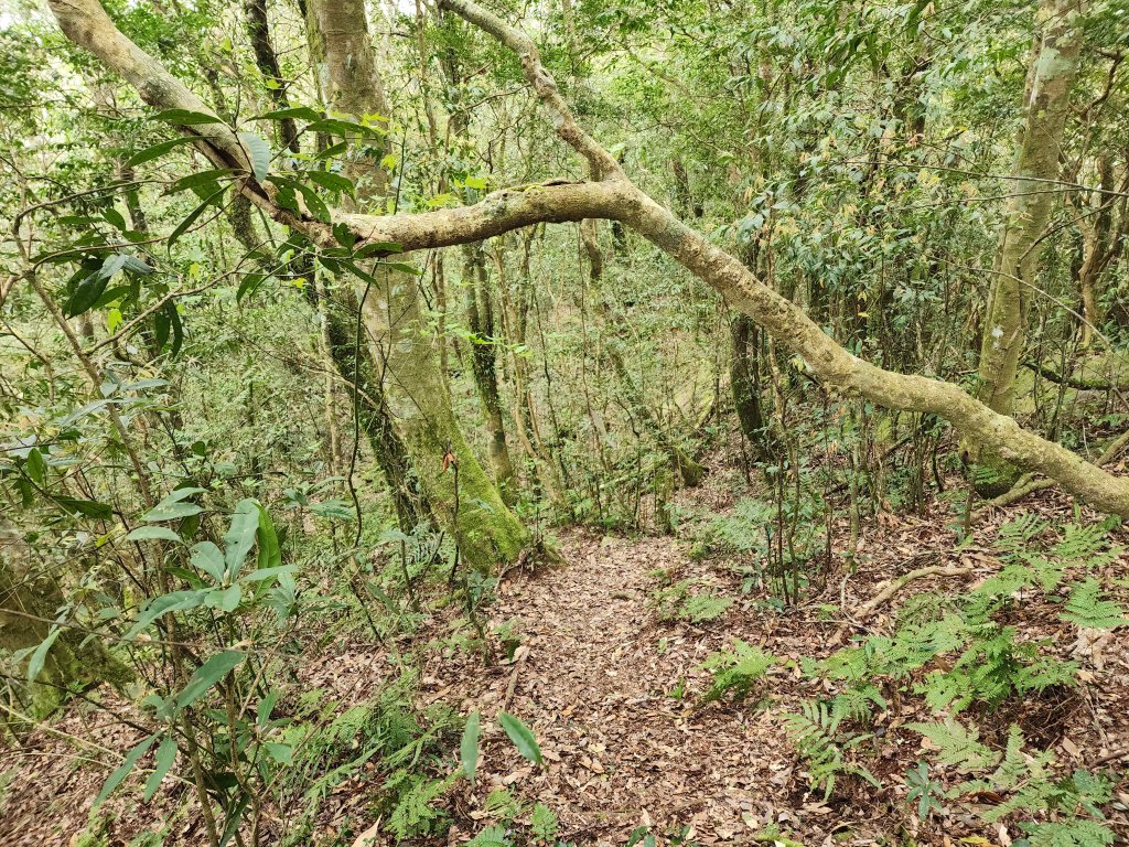 20240317八五山李棟山鳥嘴下山O型_2486249