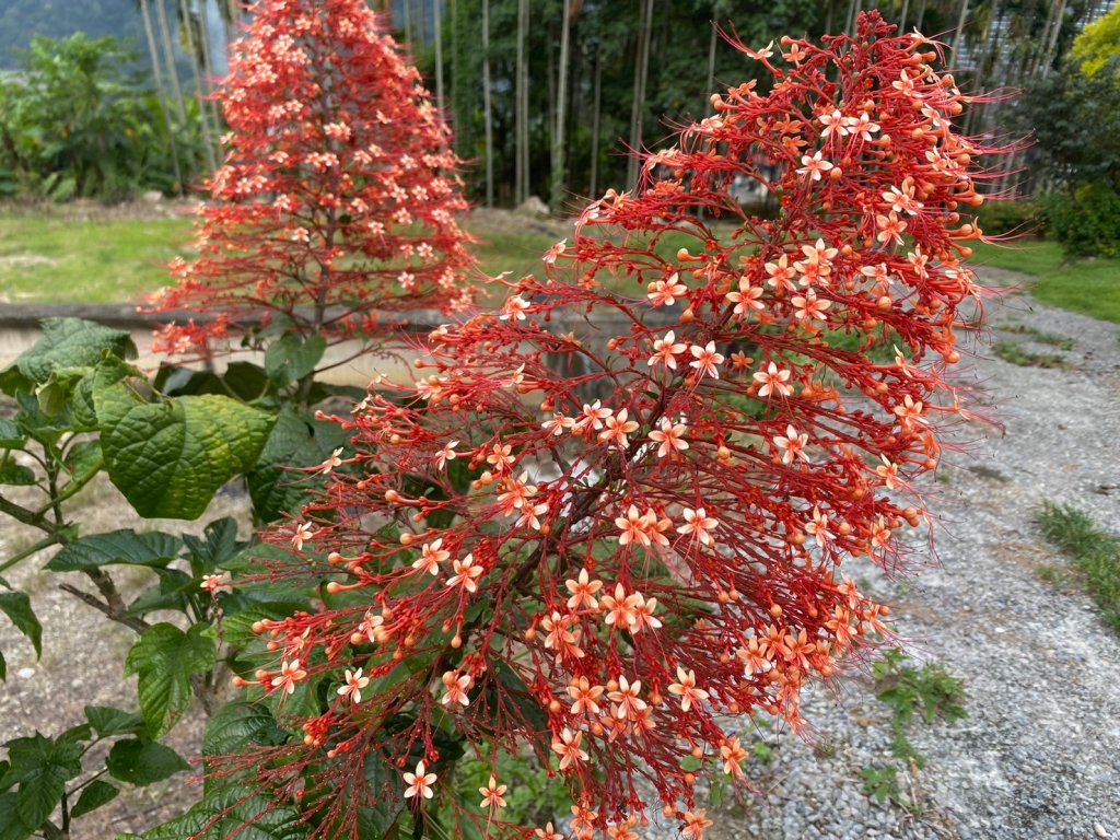雙龍瀑布 七彩吊橋【別讓吊橋又消失了 大家一起來推國旅吧!!】_2559604