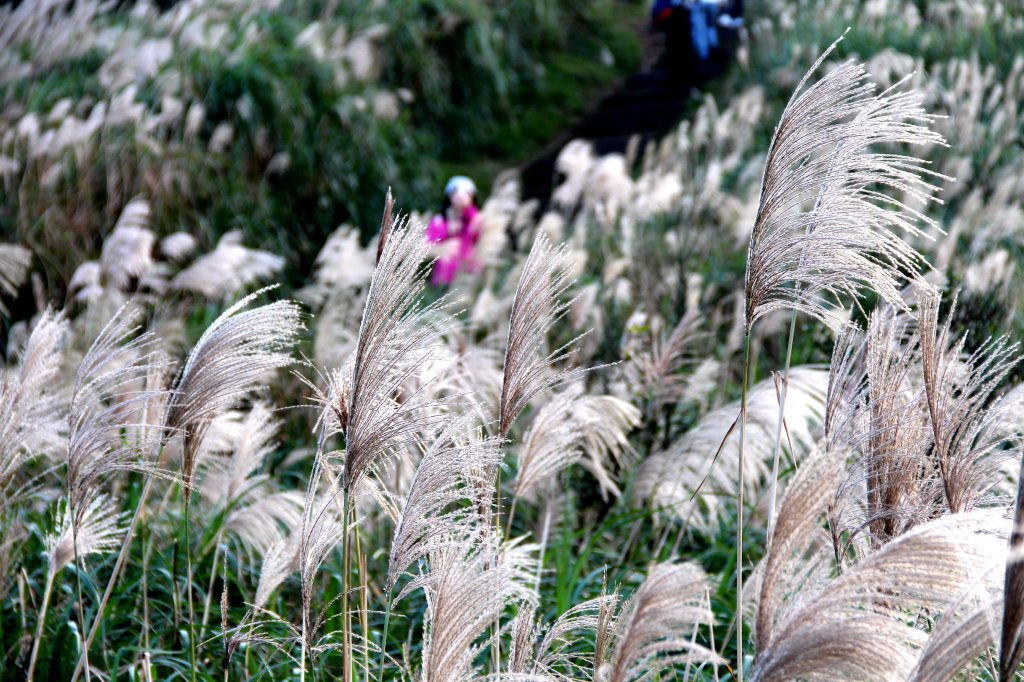 【金瓜石】漫山芒花怒放浪漫，礦山藍海奇景夢幻！封面圖