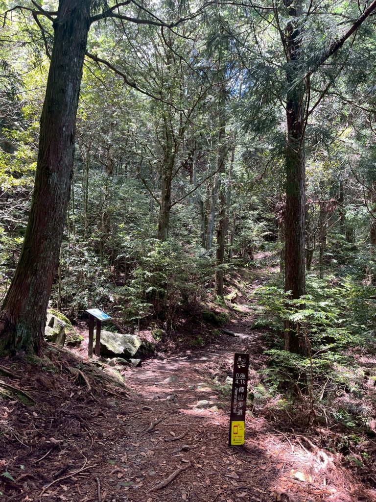 新竹 五峰 觀霧國家森林遊樂區 大鹿林道西線 榛山步道_2811386