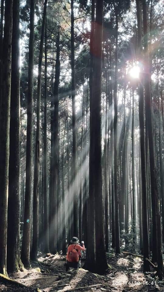 加里山 - 柳杉林留連忘返、攀岩走壁唉唉叫_1368935