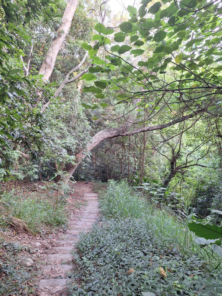 桃源里森林步道+龍鳳谷步道+坑子內山20250906_2880235