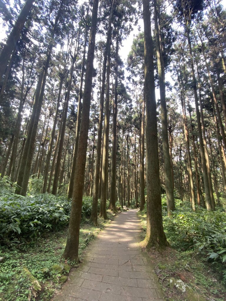 20240420 溪頭自然教育園區_2485357