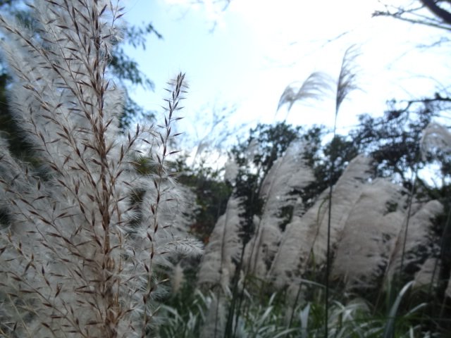 中正山連走竹子湖20211219_1618176