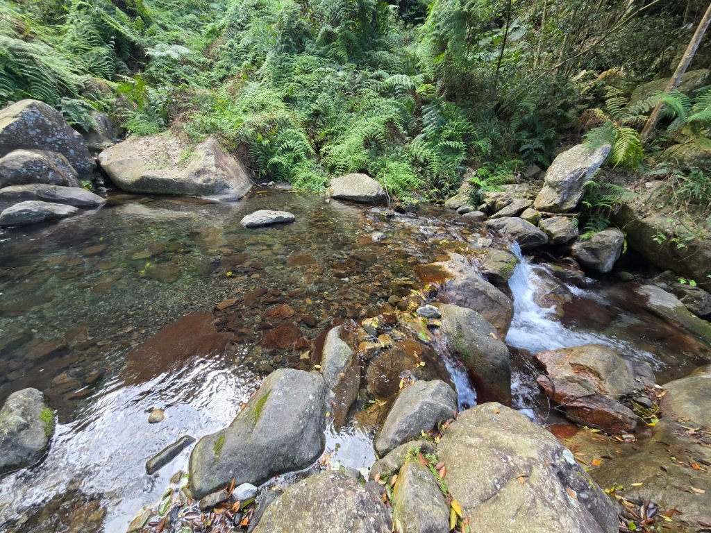 蝶夢八唐（裡冷登山口往返）八仙山出雲海下山順賞富士櫻_2722691
