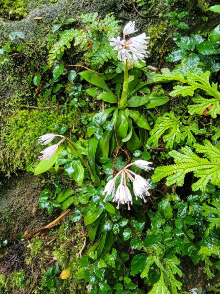 金露天宮-金露山-七星山南峰-恐龍接吻石-小油坑-20240310_2600469