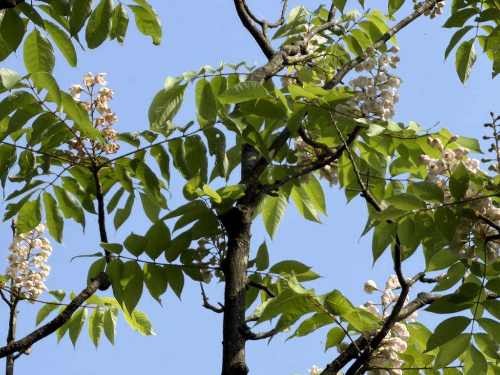 2026_0412 鐘萼木賞花 - 淡蘭國寶樹封面圖