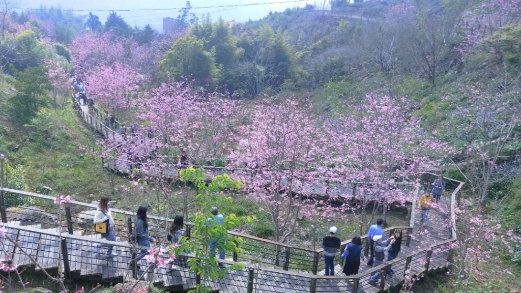 阿里山頂石桌 櫻之道123月櫻花季_852355