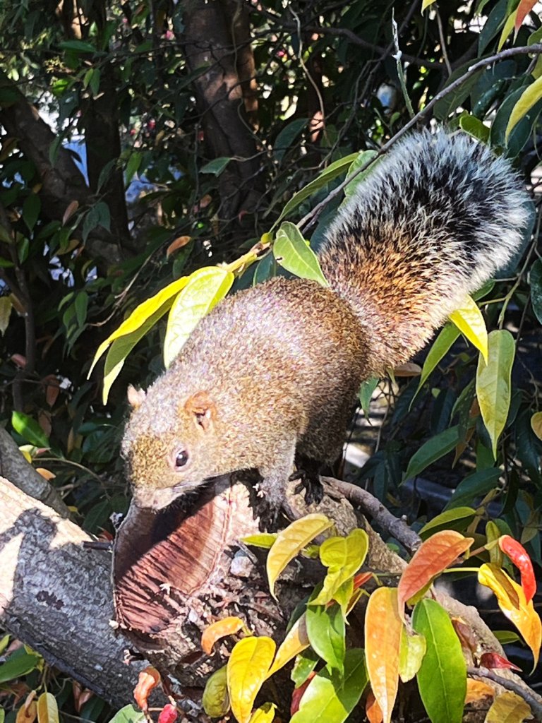 幸福五感森林癒_2694352