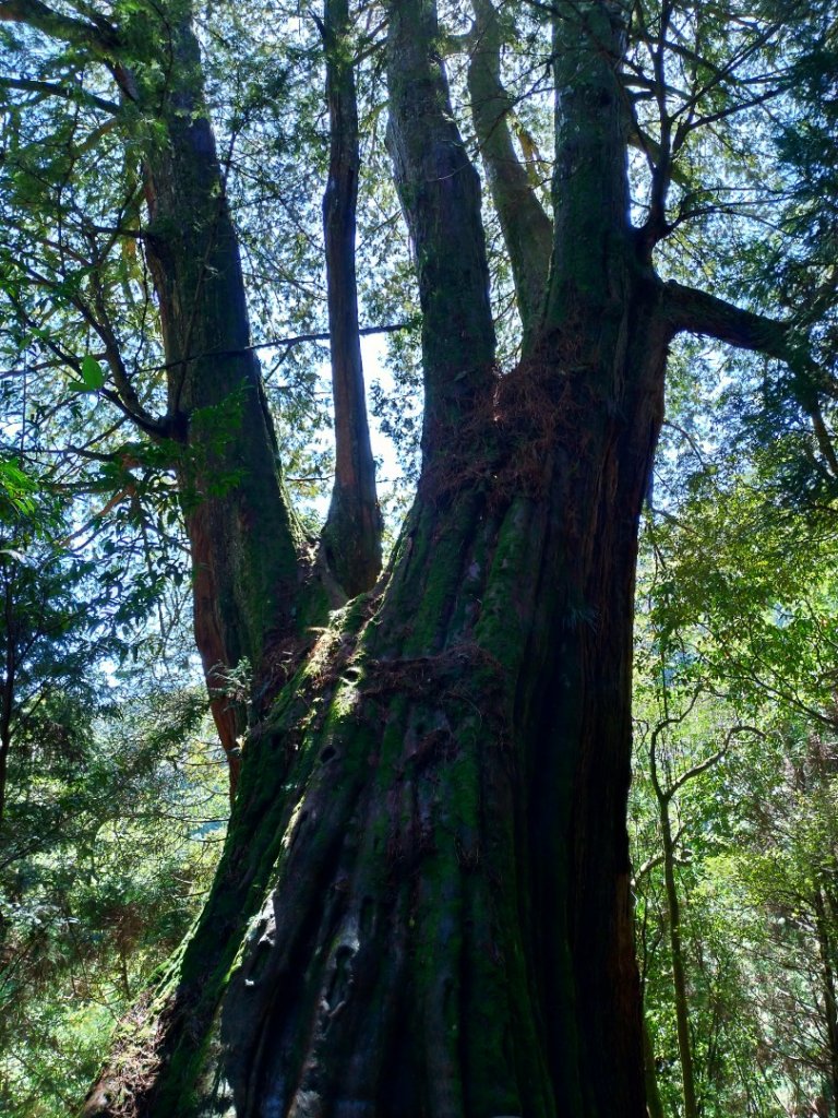 檜山巨木群步道_1662904