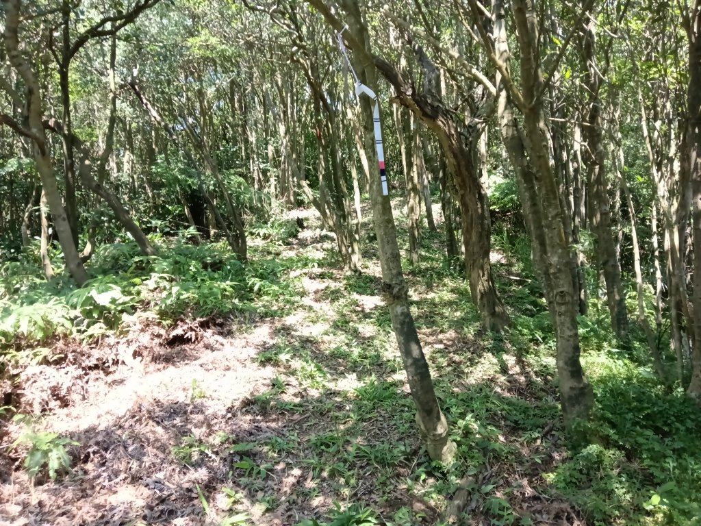 汐止區火燒坪山+車坪寮崙+五指山前峰O型_2857939