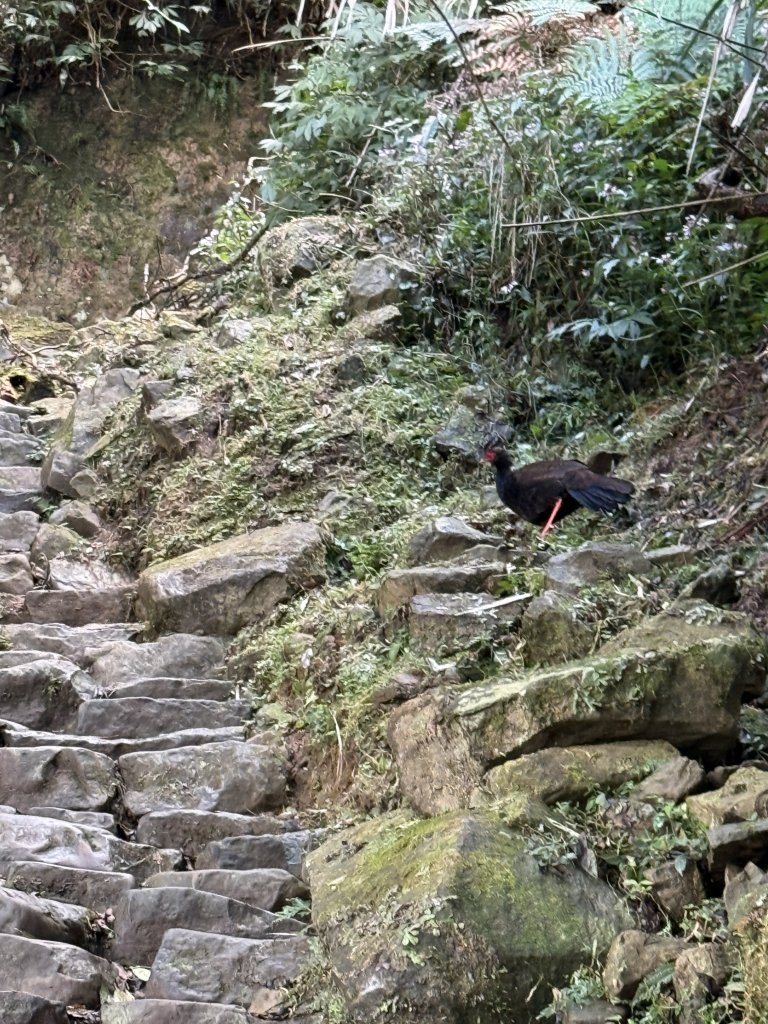 68溪頭天文台鳳凰林道_3085011