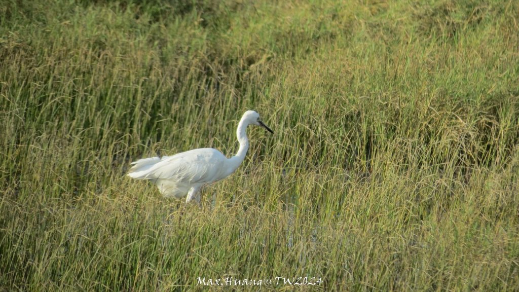 《台中》熱門棧道｜高美野生動物保護區20241005_2615448