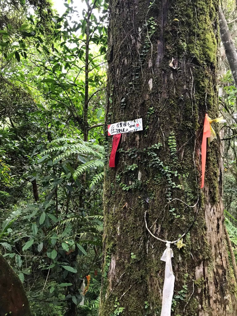 20230520烏來啦卡步道、大刀山522高地、內洞林道、內洞森林遊樂區步道及瀑布群、烏來老街O型_2204358
