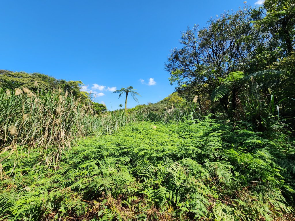 20250322-姜子寮山_2739982