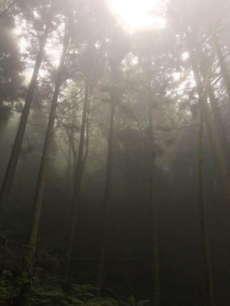 觀霧檜山巨木森林步道_171775