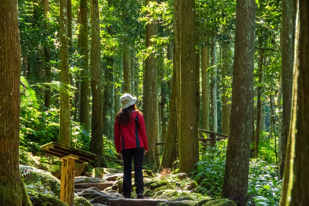 馬武督探索森林封面圖
