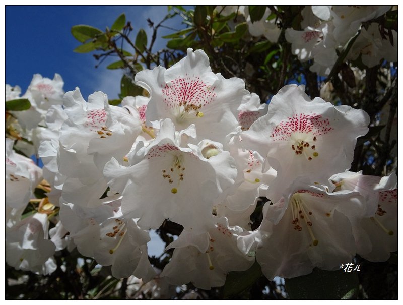 小奇萊/杜鵑花開封面圖