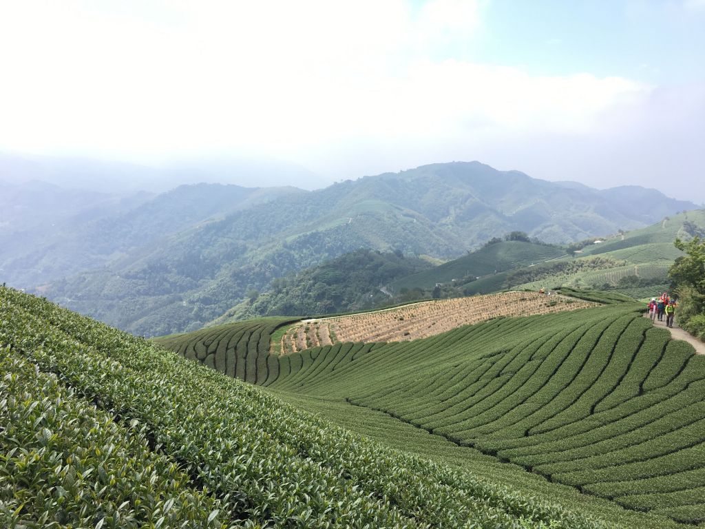雲嘉八連峰_389186