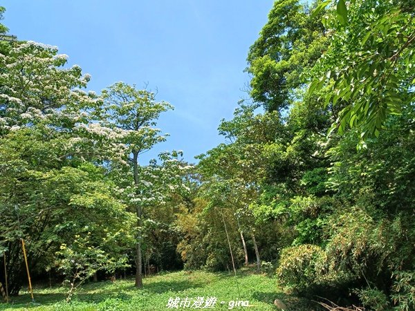 【苗栗三義】古道漫行。 挑炭古道(三通嶺古道)_2179341