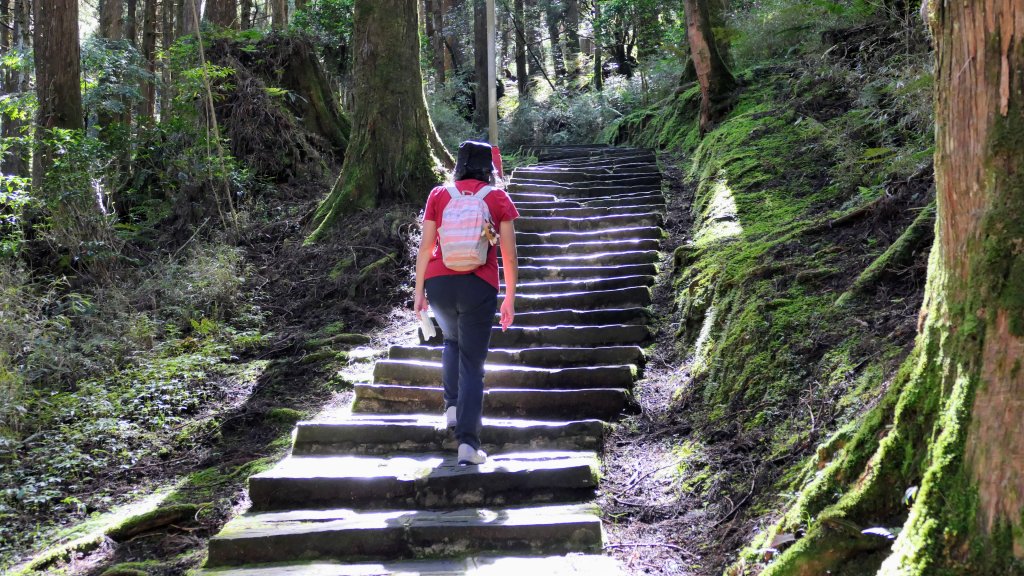 阿里山森遊區-祝山,對高岳步道_2536978