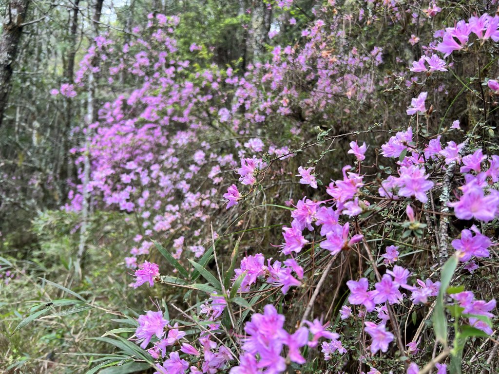 將軍廟上天鑾池上下_2162794