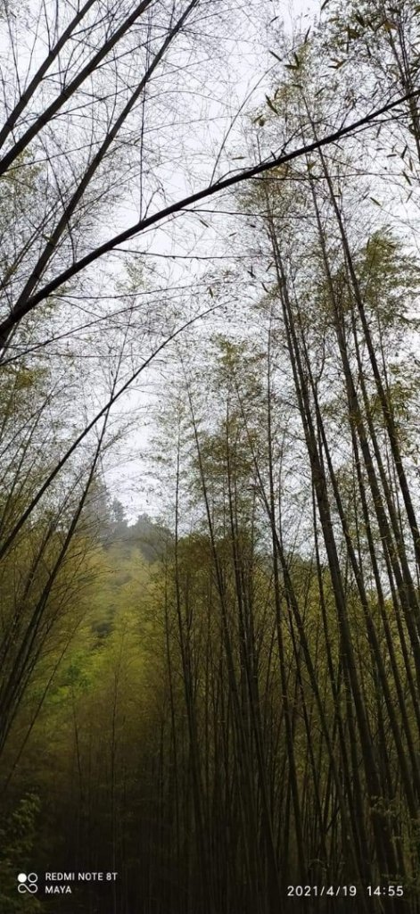金柑樹山、杉林溪-看巨木、看竹林，賞牡丹_1356169