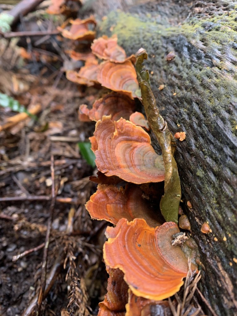 20251220嘉義凸龜山-芙蓉山-天福山_2973786