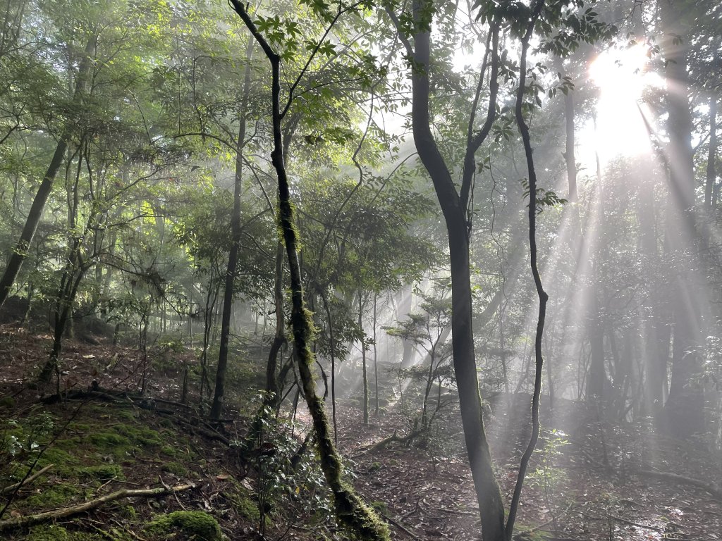 新竹中級山檜山迷霧森林