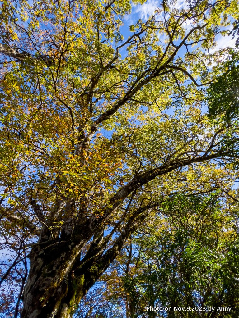 台灣國家山毛櫸步道_2355413