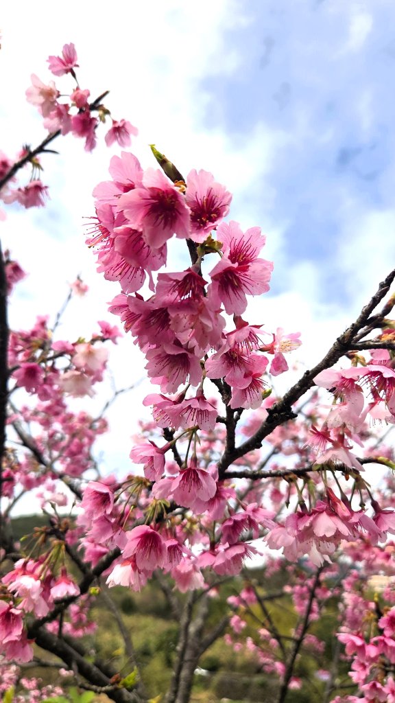 即將春季的百花齊放鵝尾山串行古圳道及平菁街42巷賞櫻健行O型走_2988709