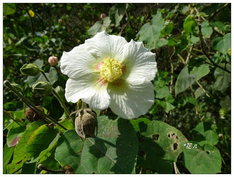 溪頭/山芙蓉之旅_712591