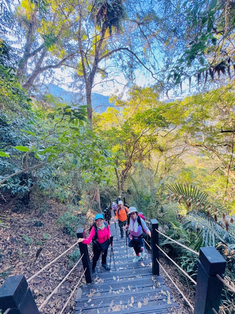 雪山坑登山步道尋巨人_2978233