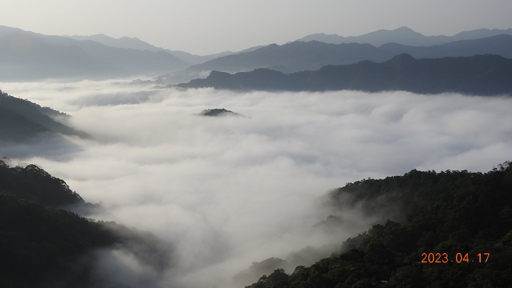 石碇十三股山/小格頭日出雲海+賞 #西施花 #松月櫻 孤挺花&桐花_2116966