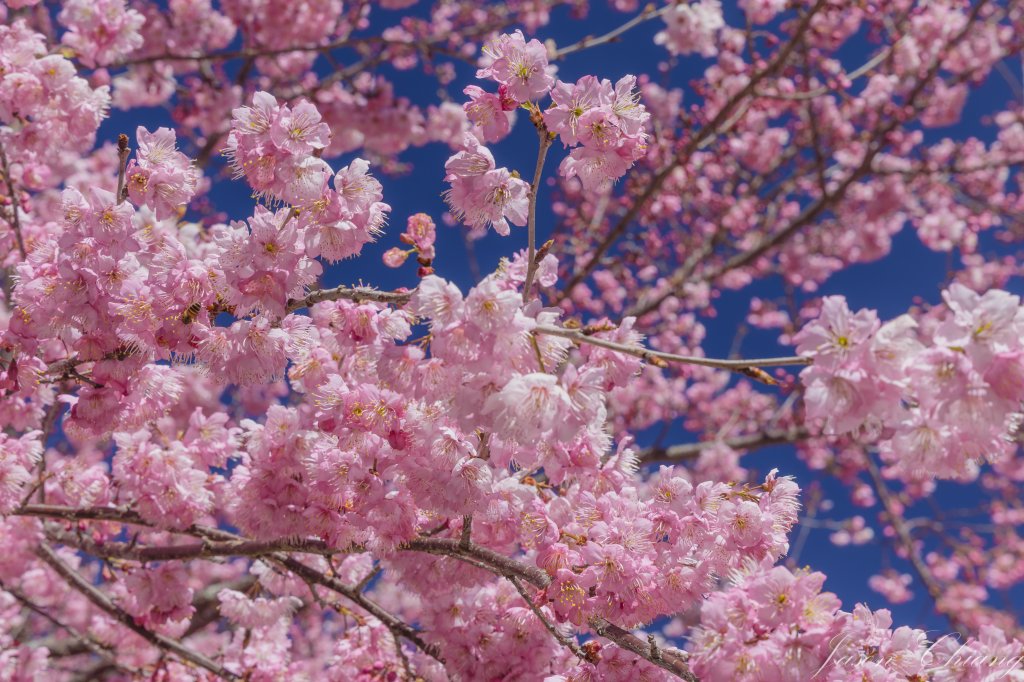 福壽山千櫻園櫻花盛開封面圖