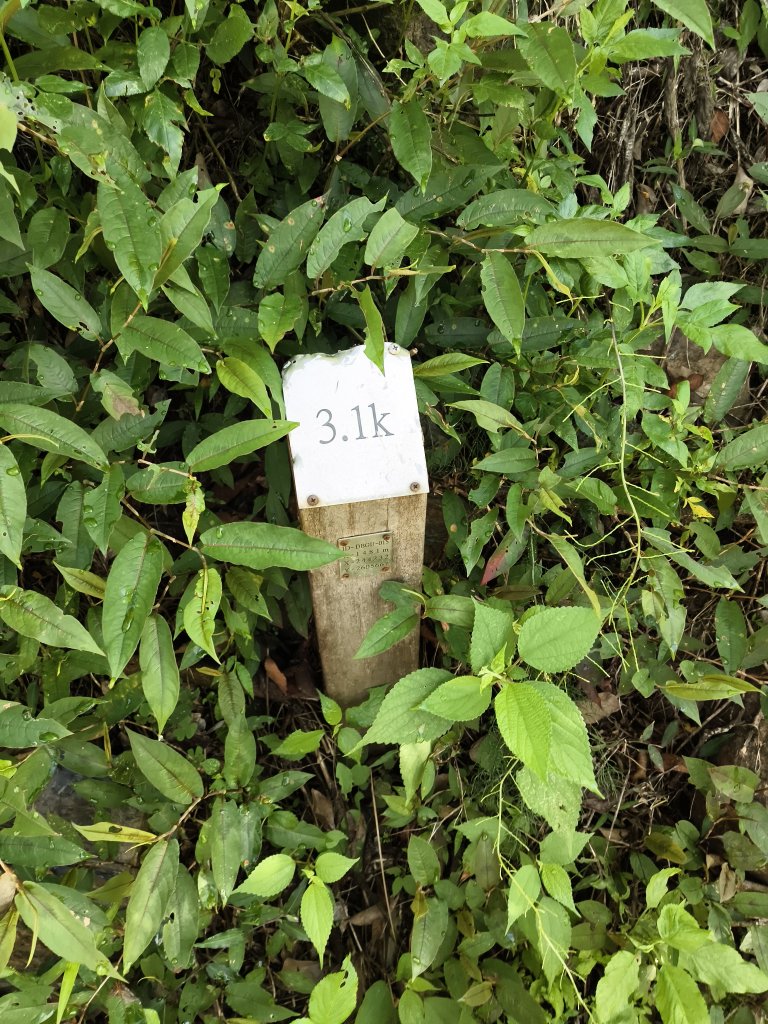 [玉山尋寶任務-07/12] 2025_0824 八通關雲龍瀑布步道_2870569
