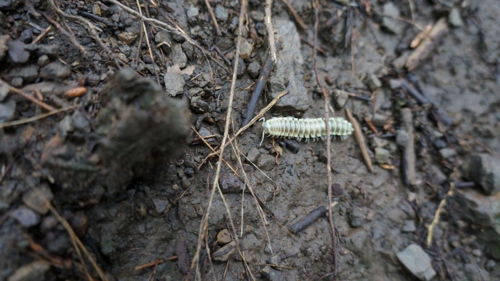 鵝公髻山之花_400568