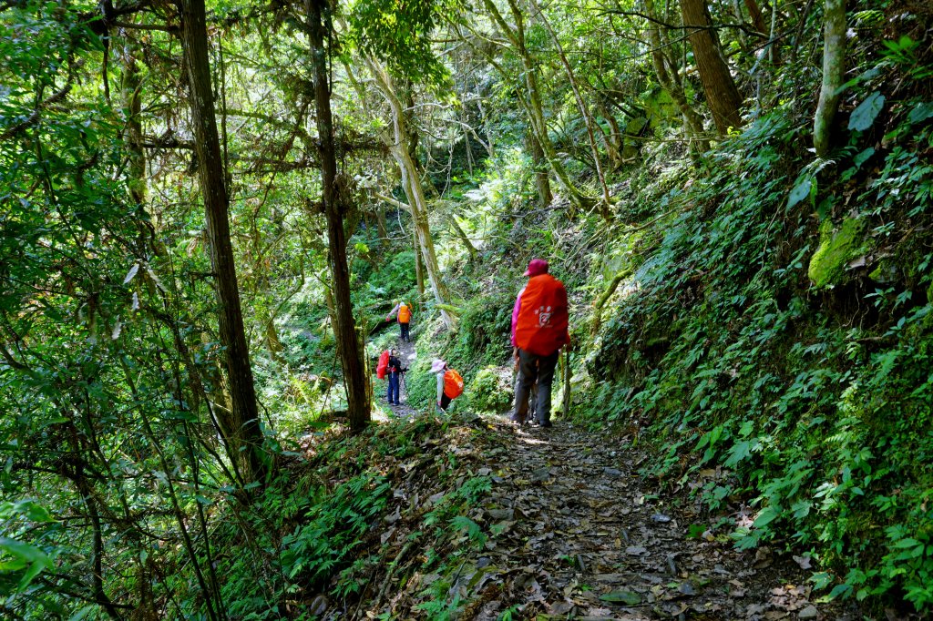 蕨之道~春遊瓦拉米_563085