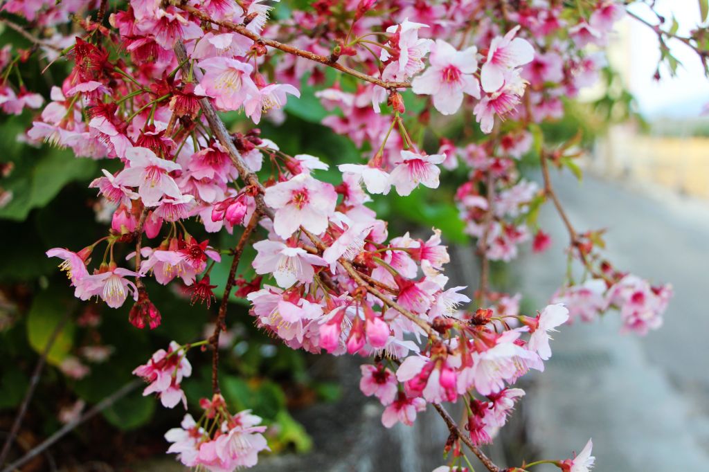 閂山、鈴鳴山 ~ 山巔雲端 , 與美麗山林_307337