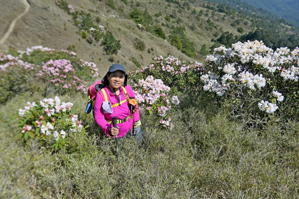 小奇萊賞杜鵑   2019/04/10_564019