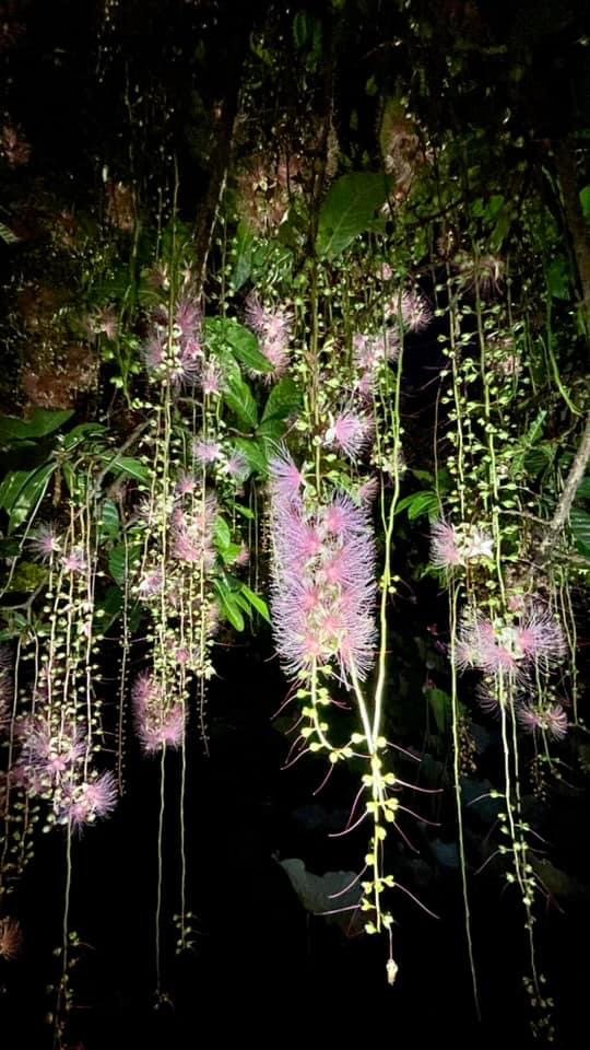 夜衝台大追ㄧ夜美人/穗花棋盤腳_2574184