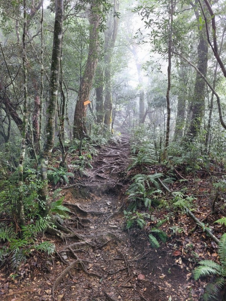 塔曼山-森林浴20210213_1333348