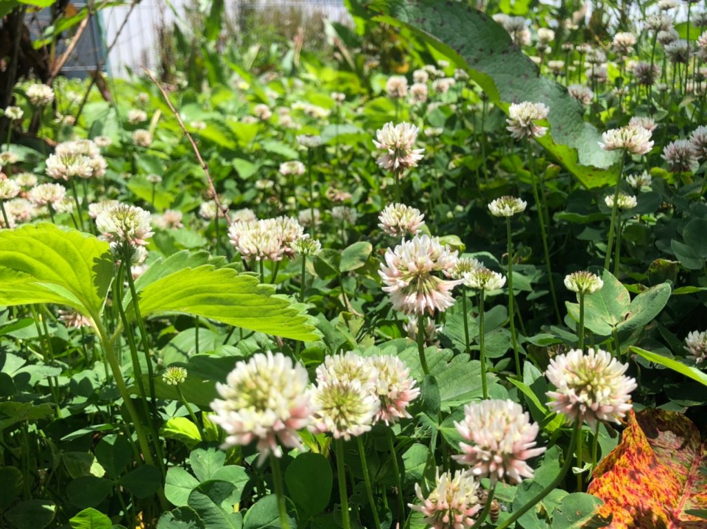 立鷹山.合歡北峰+合歡西峰【全力以赴解鎖_979639