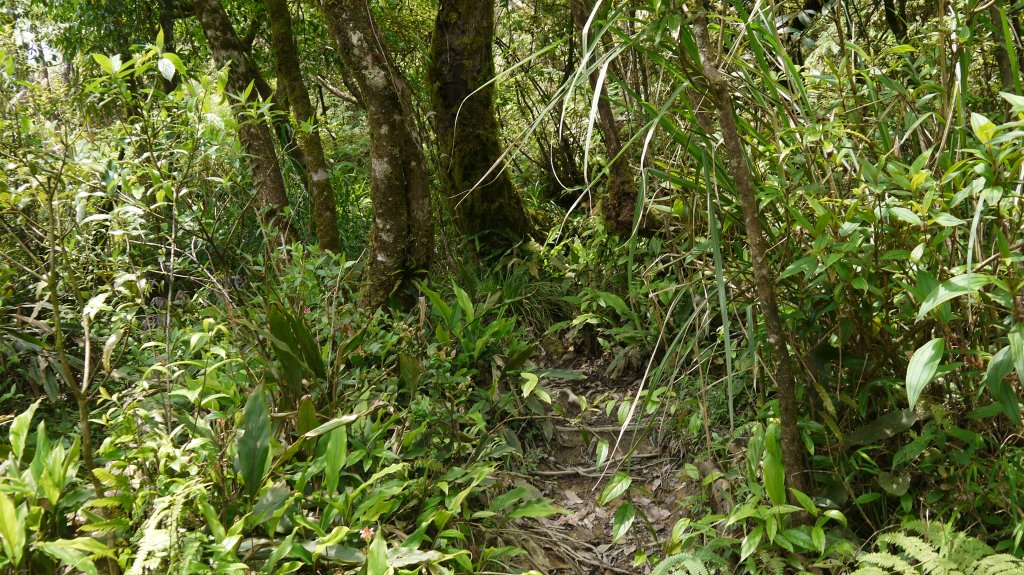 烘爐地山登山健行趣(中級山)_1734410