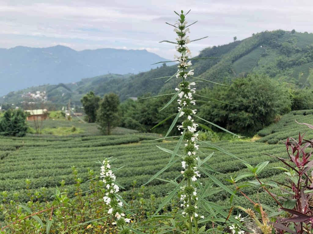 海鼠山.太興飛瀑【茶席.黃頭鷺 這片山林_692875