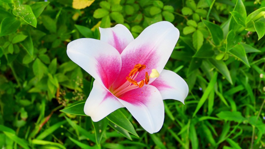 北海岸。良率_2783474